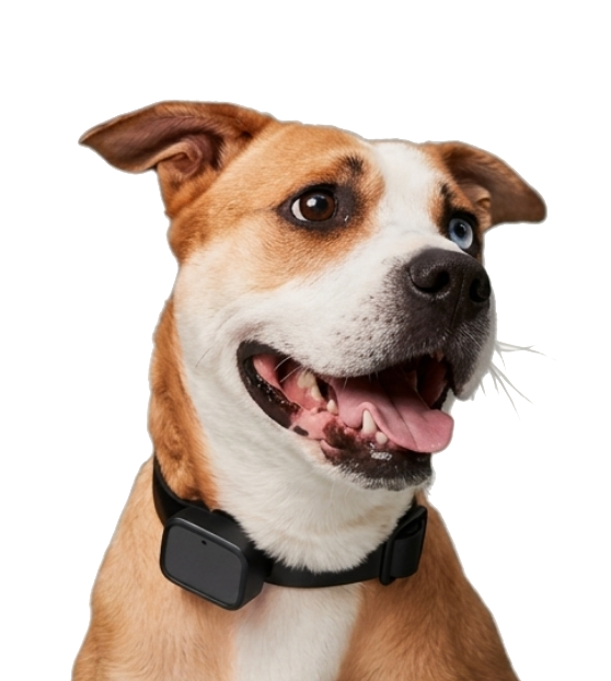 Pet